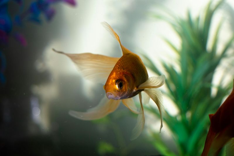 Your Goldfish Just Needed a Nap