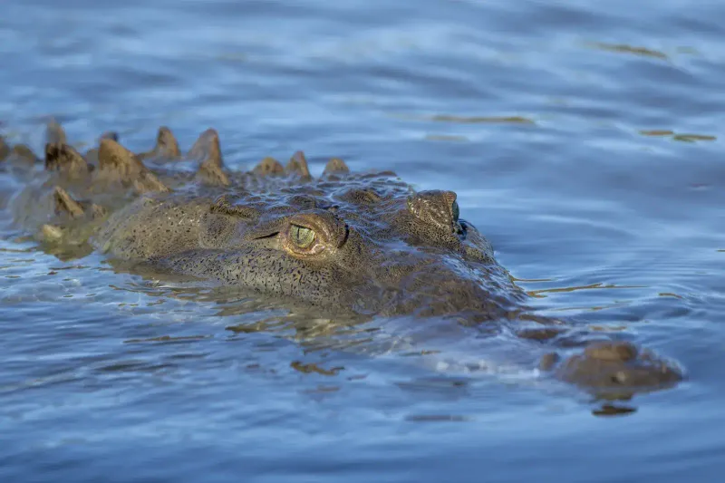 Alligator and Crocodile Territory