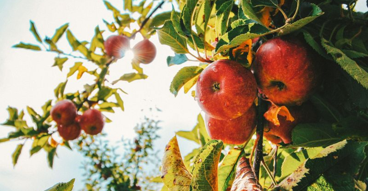 This Blue Ridge Orchard In North Georgia Just Cracked America’s Top 5 Apple Picking Spots