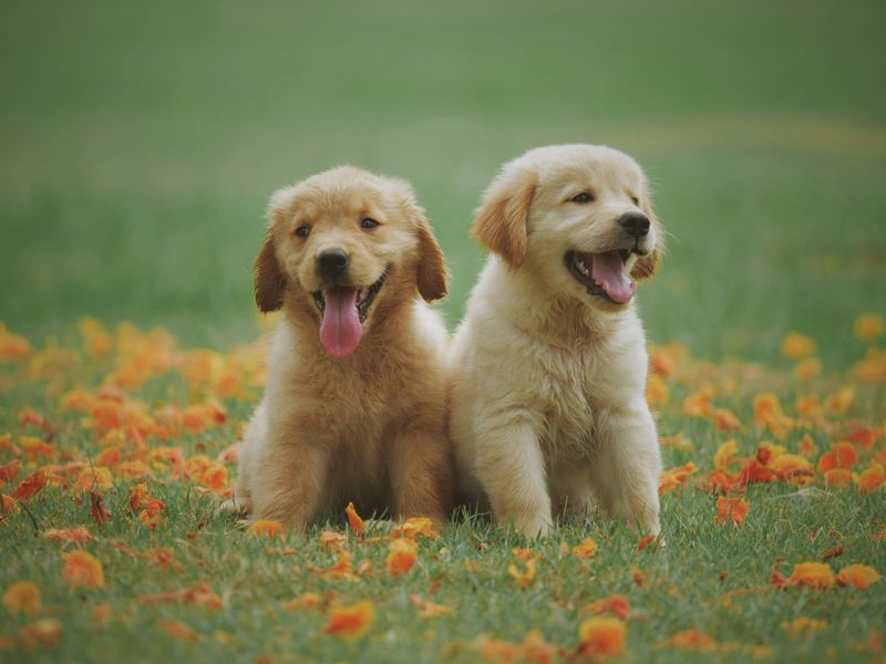 The Dog is Smiling Because He Likes Your Singing