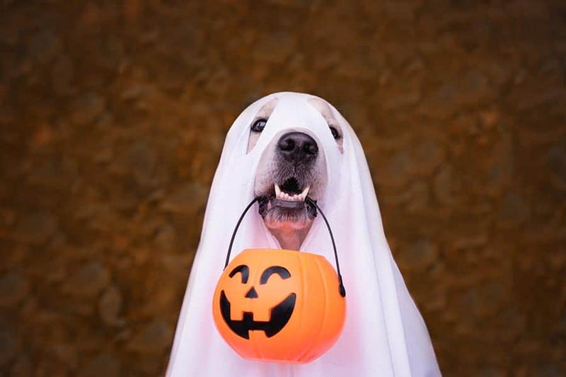 Halloween Bash and Costume Contest