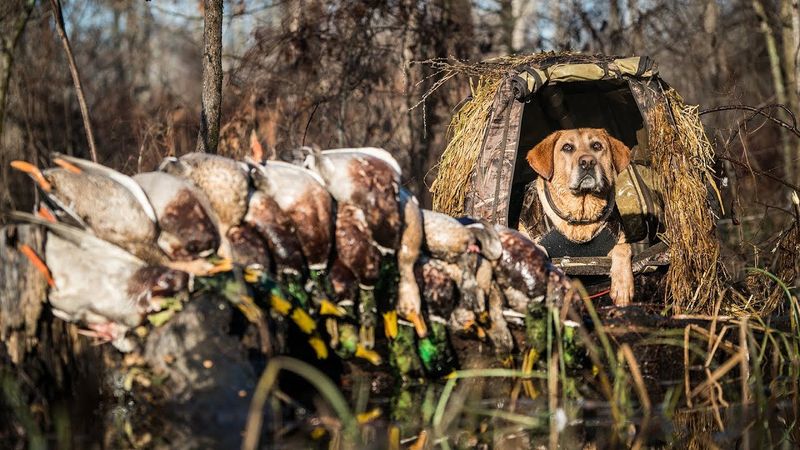 Duck Season Takes Priority Over Everything