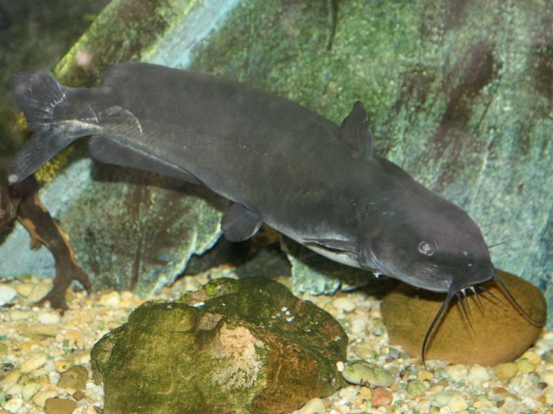 Channel Catfish