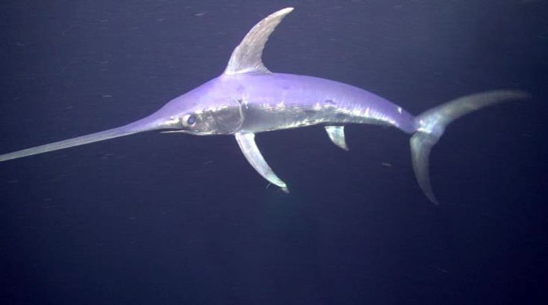 Swordfish