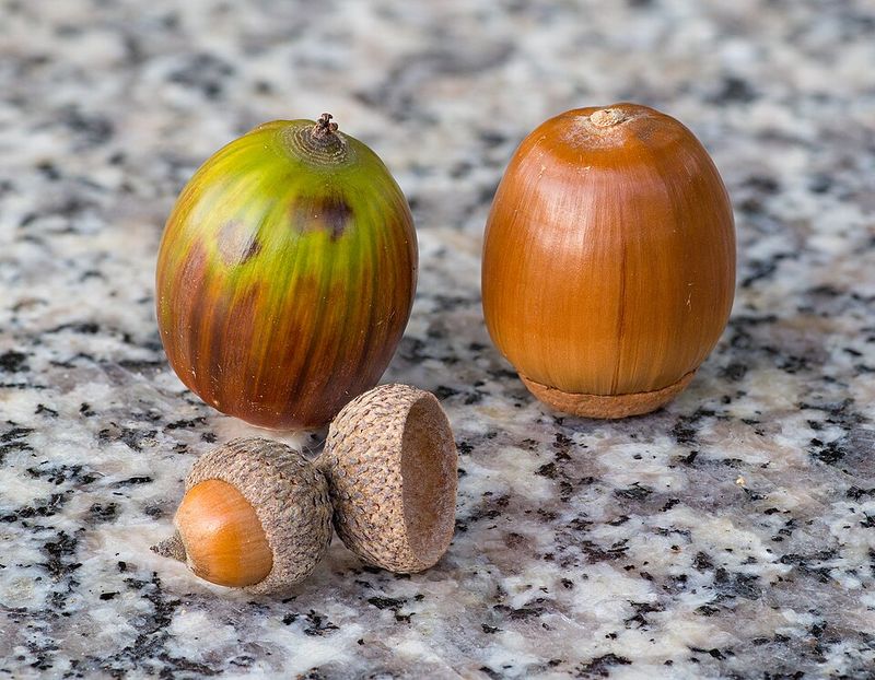 Acorn Flour