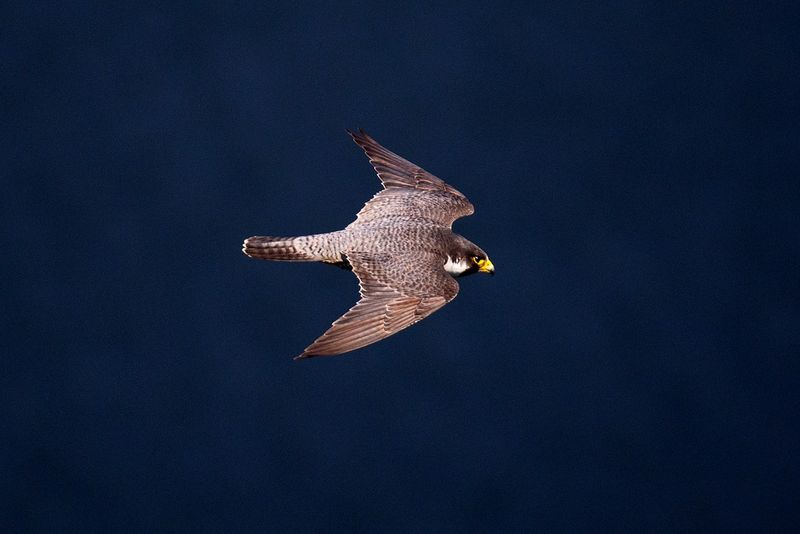 Peregrine Falcon