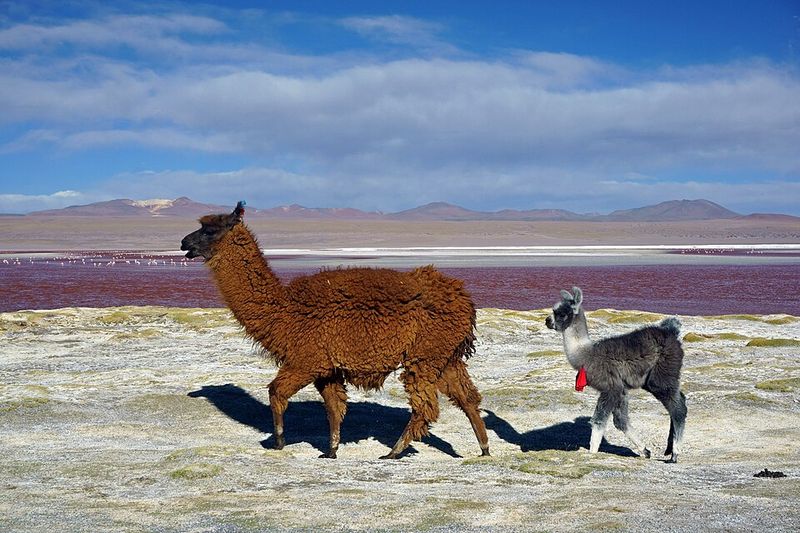 Bolivia
