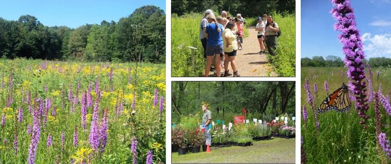 Hunt for Rare Prairie Flowers at Jennings Environmental Center
