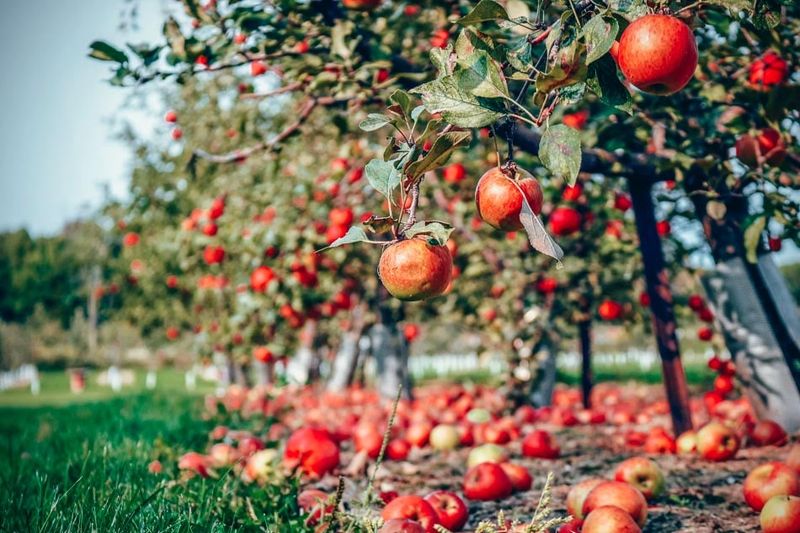 Reed Valley Orchard at Stepping Stone Farm — Paris