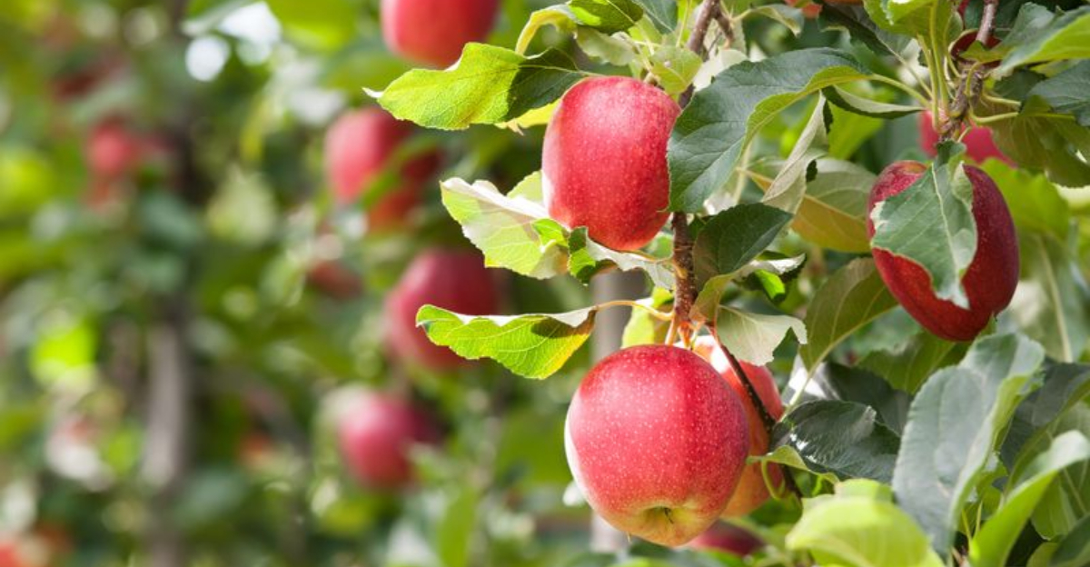 Where To Pick Apples Within 45 Minutes Of Lexington, Kentucky