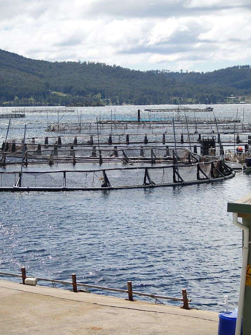 Farmed Atlantic Salmon