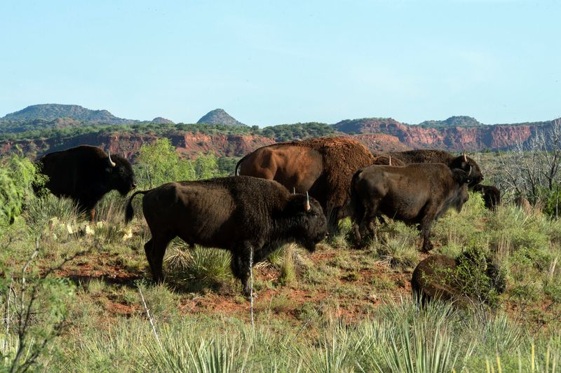 Caprock Canyons State Park, Texas