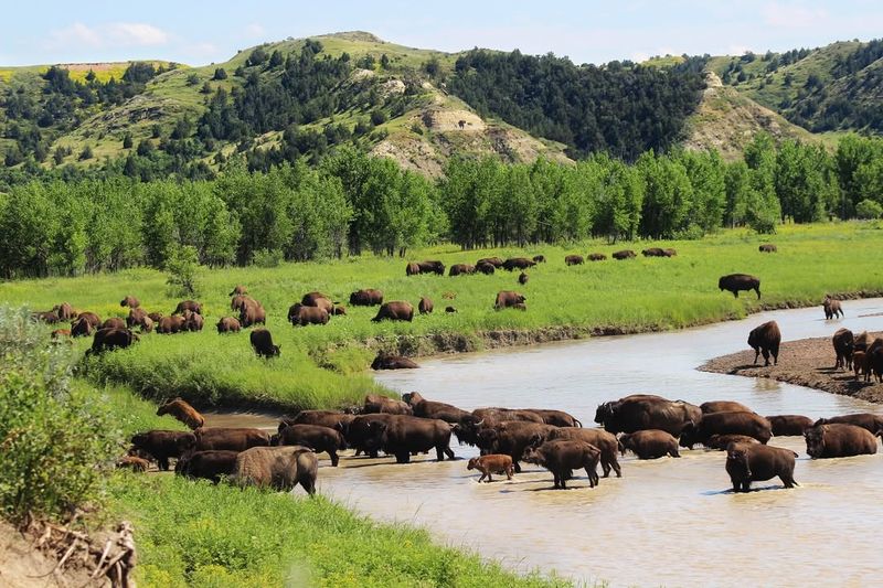 Bison Encounters