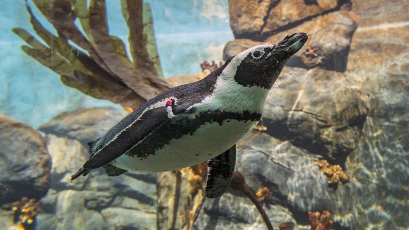 San Diego Zoo: California's World-Famous Animal Kingdom