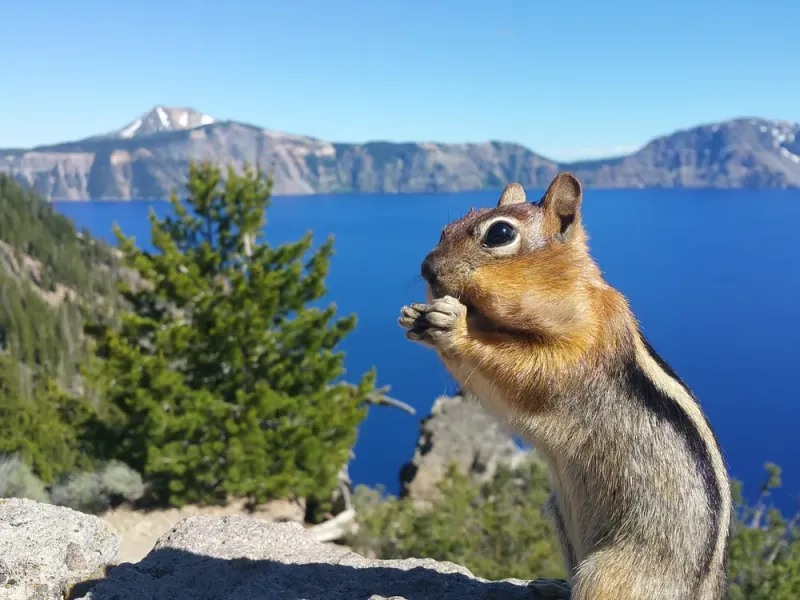 Golden-mantled Ground Squirrel