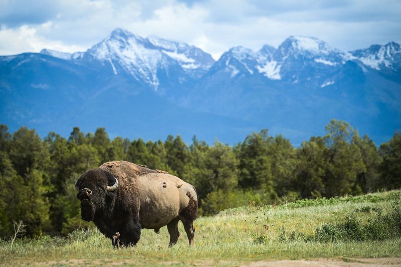 National Bison Range, Montana