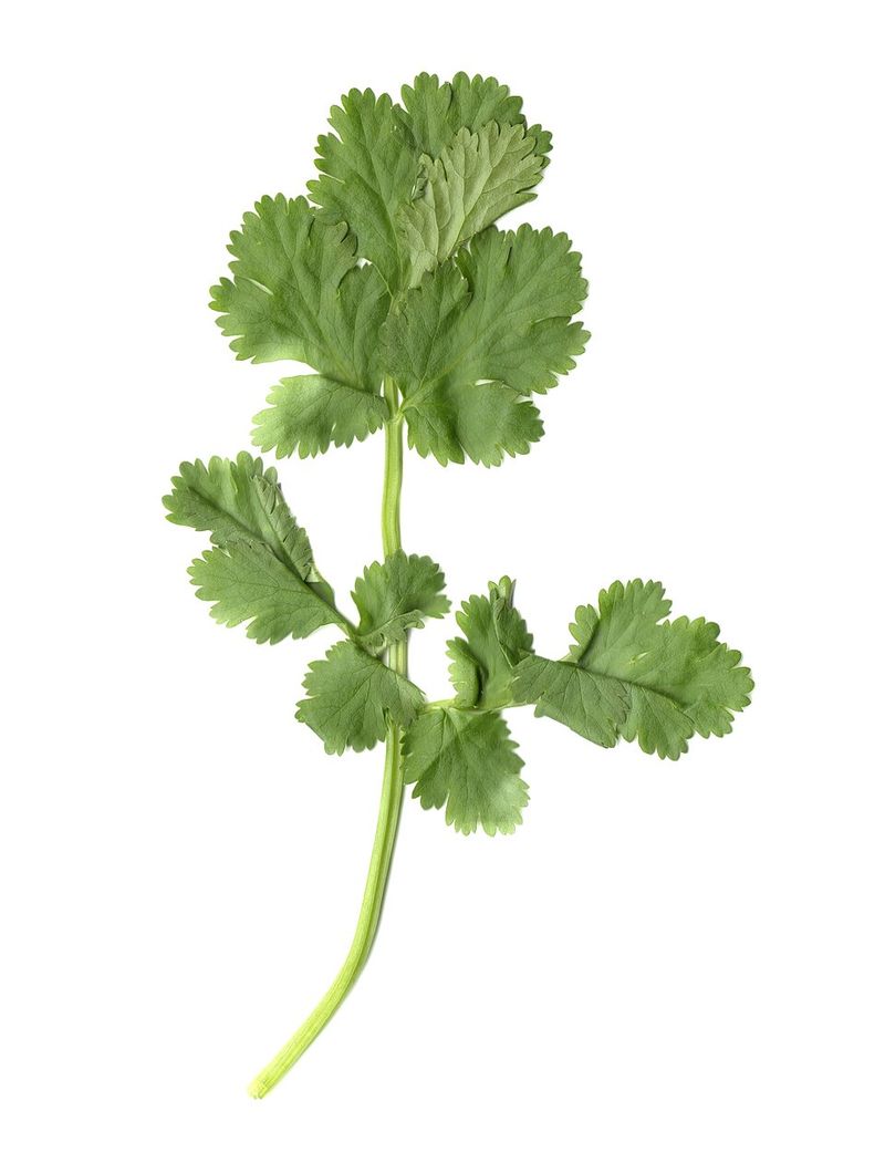 Cilantro