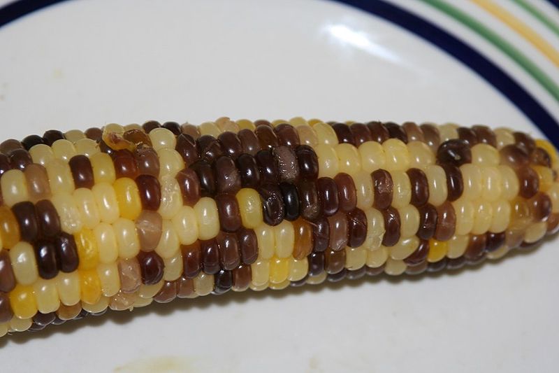 Indian Corn (Maize)