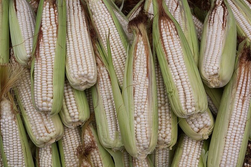 Maize (Corn)