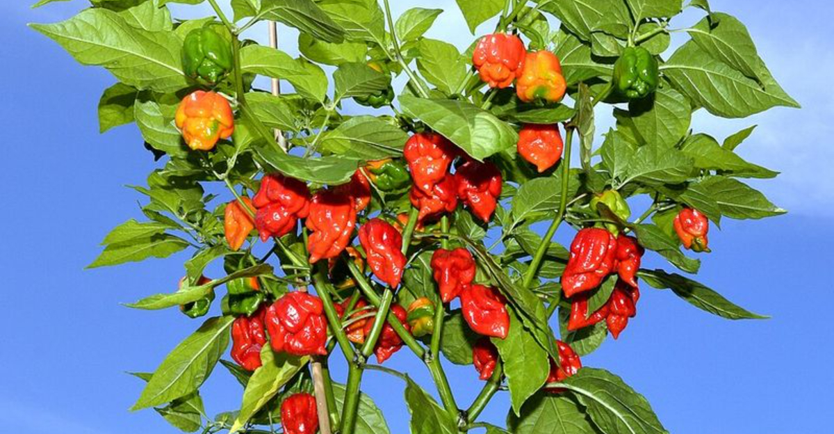 A Guide To The World’s 14 Hottest Chilies, From Warm To Wild