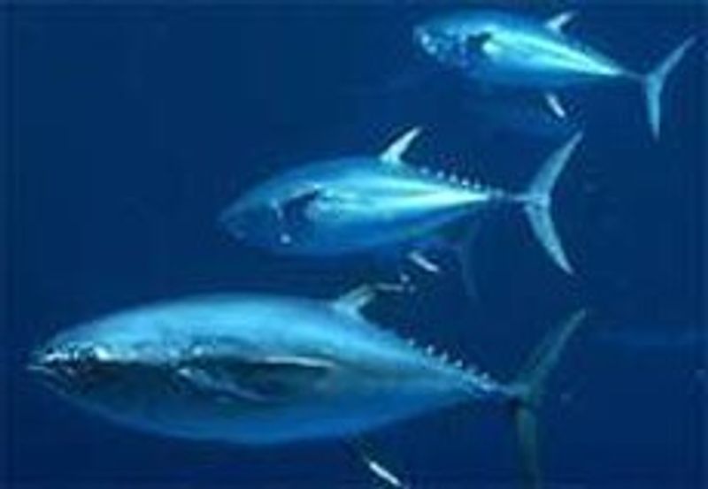 Bluefin Tuna
