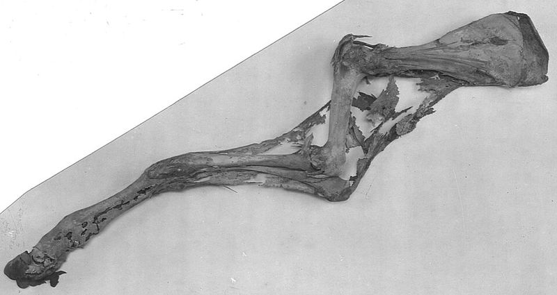 Egyptian Roast Leg Of Beef (Funerary Food Of Wah)