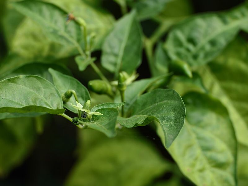 Piri Piri (African Bird's Eye Chili)