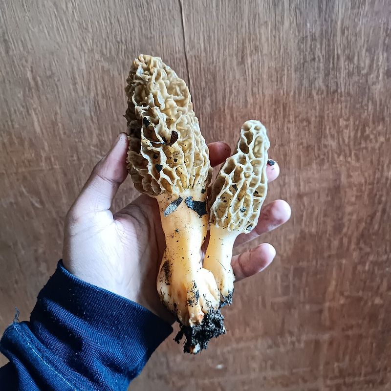 Morel Mushrooms