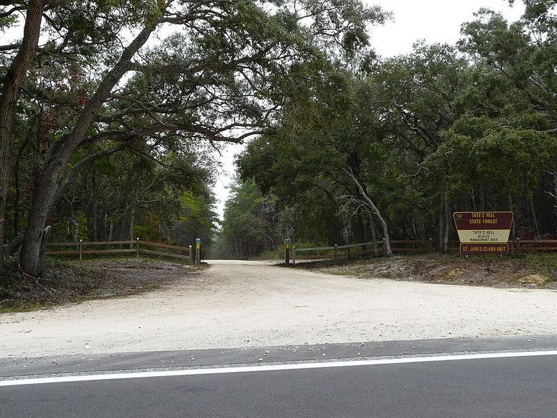 Tate's Hell State Forest, Florida