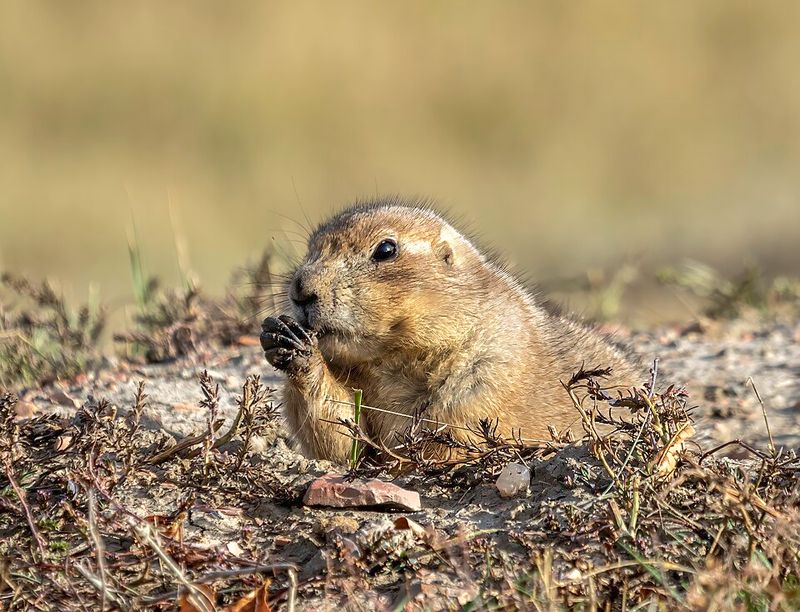 Prairie Dog