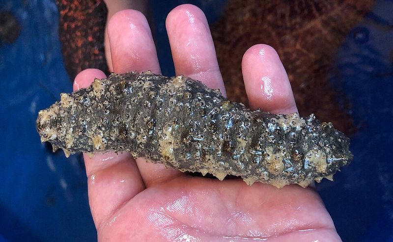 Sea Cucumber