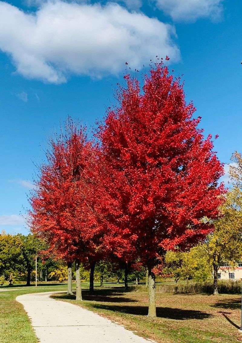 Recreation and Parks System