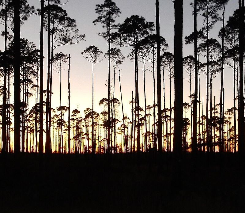 Okefenokee National Wildlife Refuge, Georgia/Florida