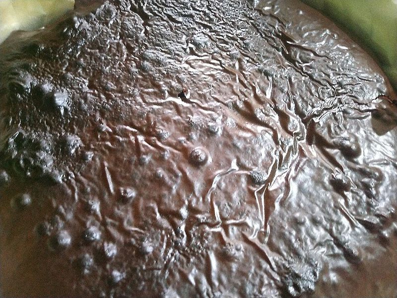 Kodiak Cakes Chocolate Fudge Brownie Mix