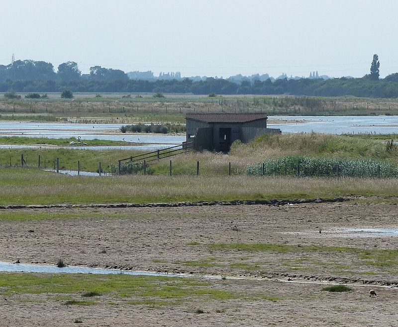 Birdwatch At The Marshes