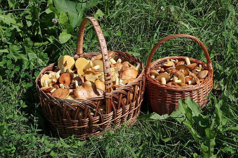 Mixed Edible Mushrooms
