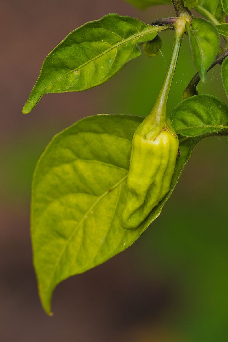 Naga Morich