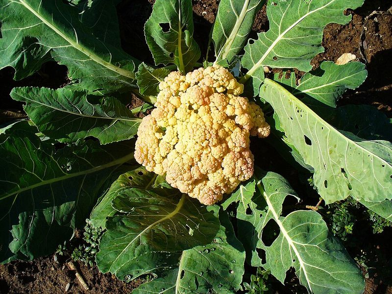Cauliflower