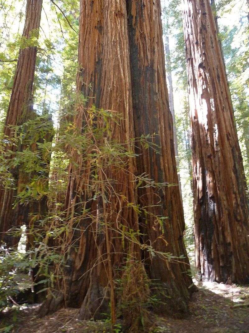 Redwood Forests Nearby