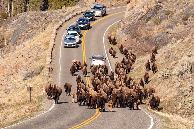 Bison Jam On The Road