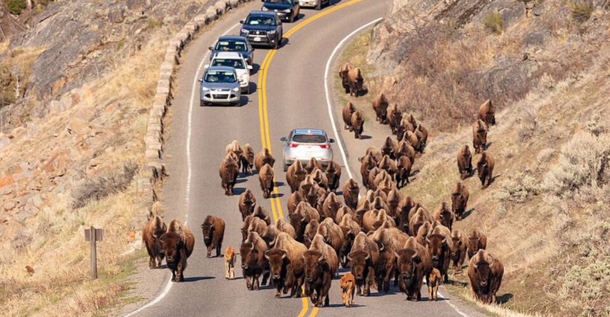 Lamar Valley Offers A Scenic Drive Through North America’s Answer To The Serengeti