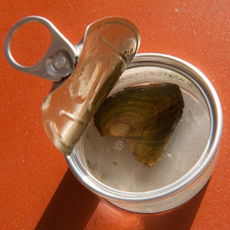 Canned Clams