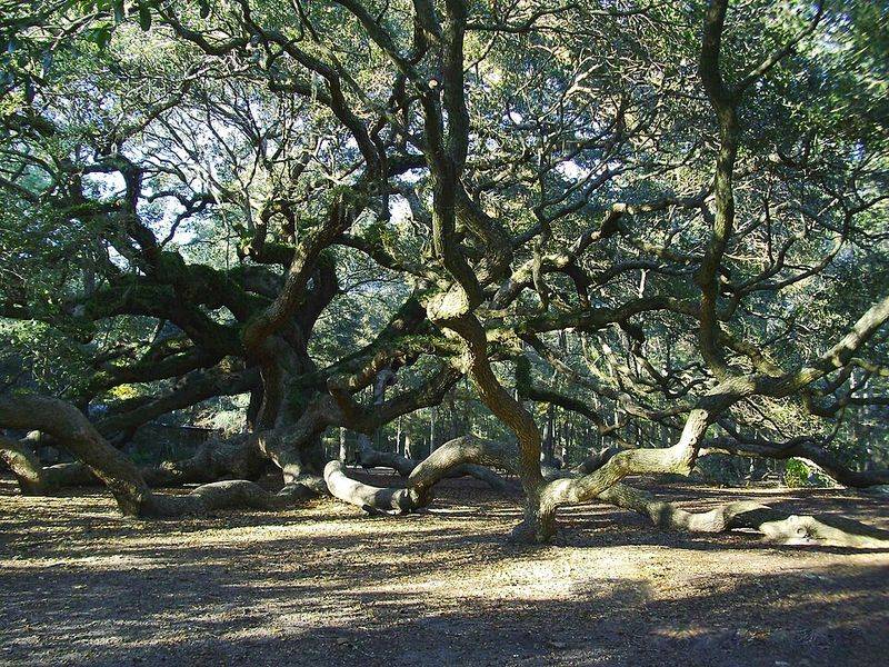 Charleston's Angel Oak Tree