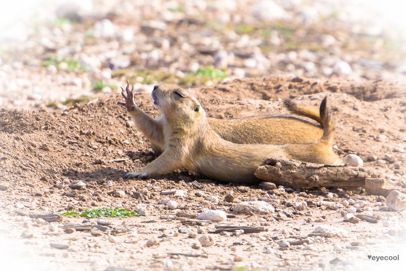 Prairie Dog Town Viewing