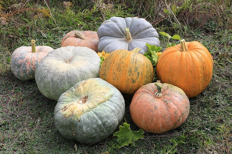 Pumpkins And Winter Squash