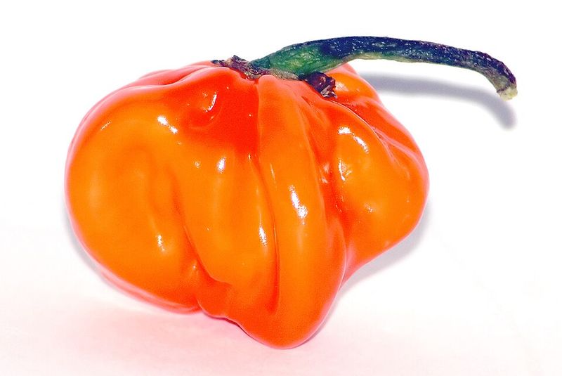 Habanero