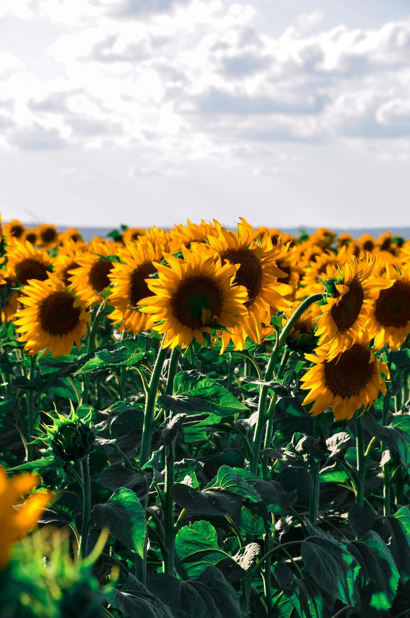 Sunflower Stalks (Peeled and Eaten Raw or Cooked)