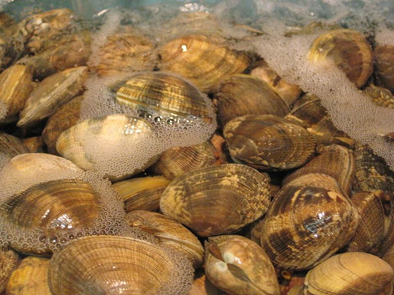 Clams