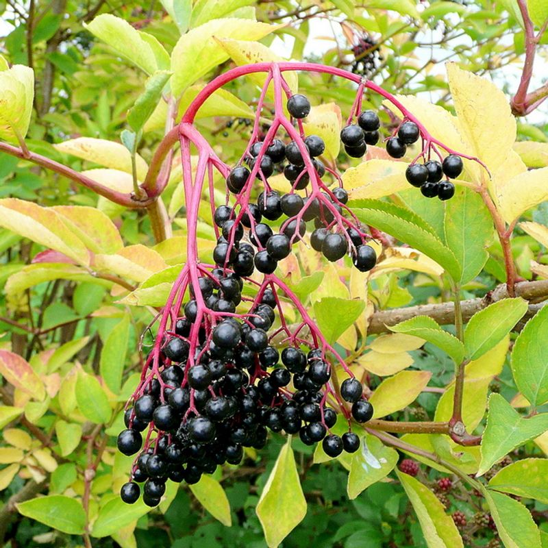 Elderberries
