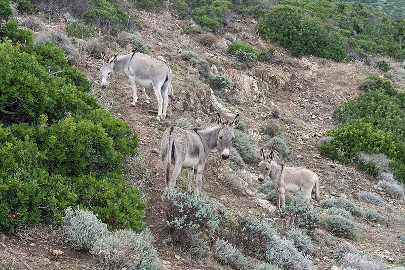 Parks And Famous Donkeys